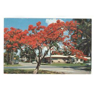 Vintage‎ Postcard Florida United States Royal Poinciana Tree Flower Floral Photo